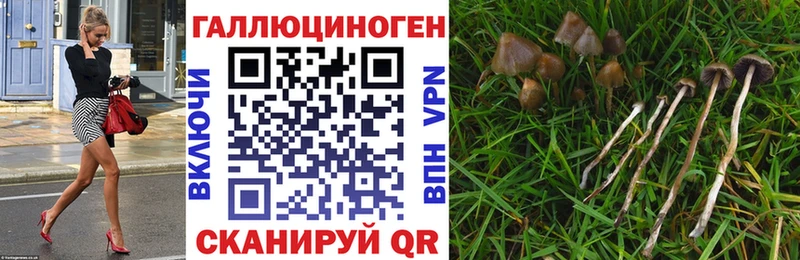 что такое   Сальск  Псилоцибиновые грибы Psilocybe 